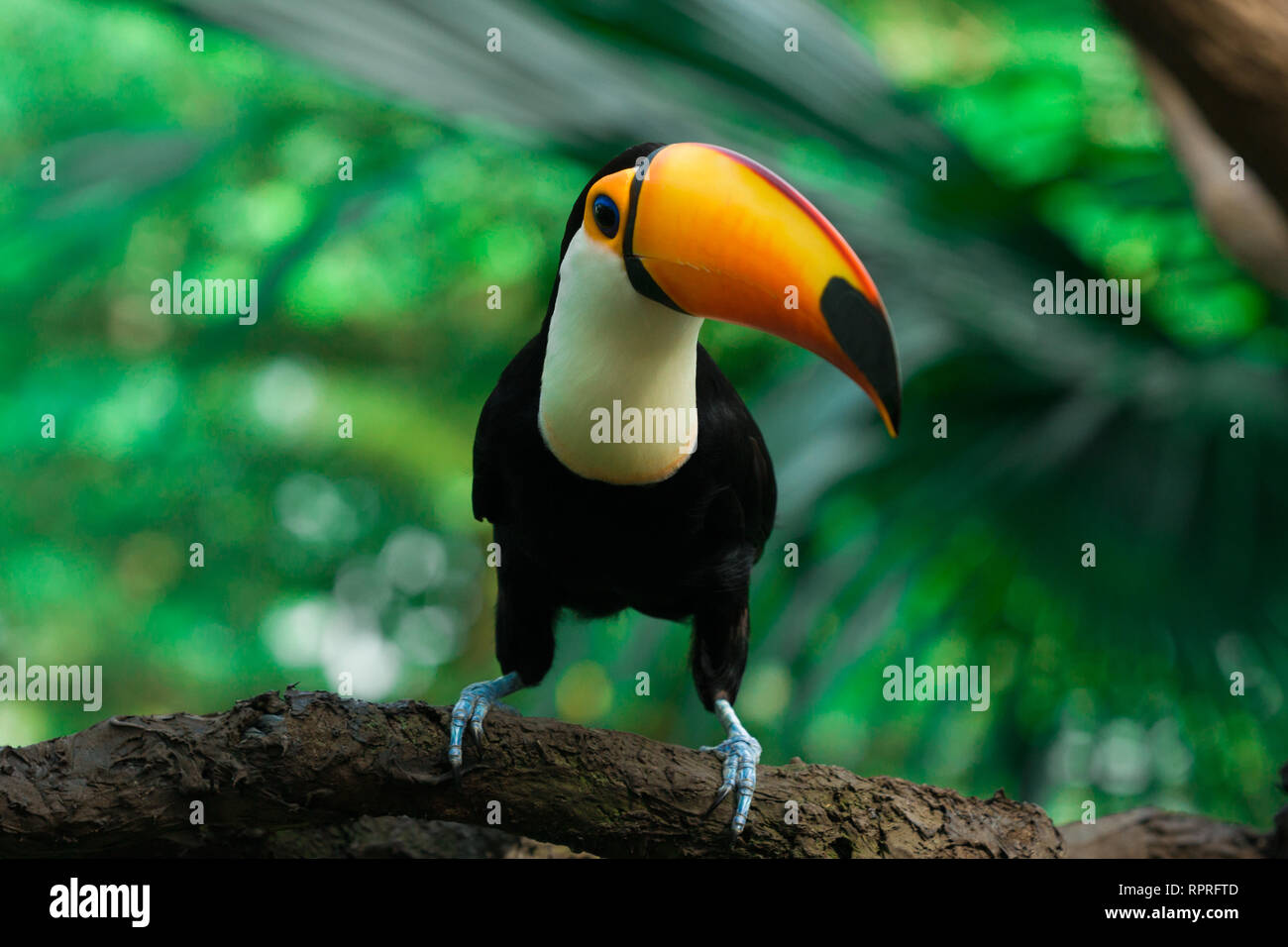 Toucan sits on a branch in the jungle Stock Photo