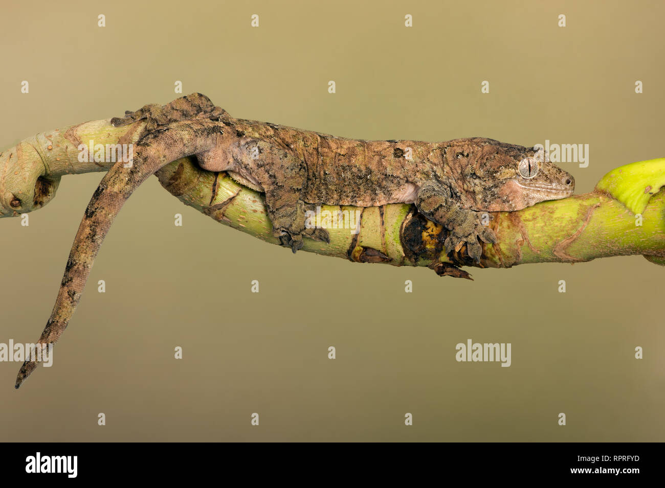 Mossy Prehensile Tail Gecko (Mniarogekko chahoua) Stock Photo