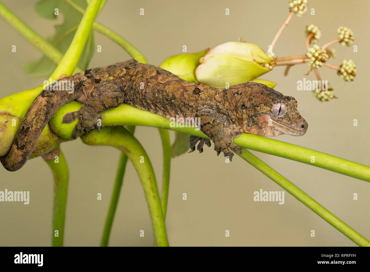 Mossy Prehensile Tail Gecko (Mniarogekko chahoua) Stock Photo