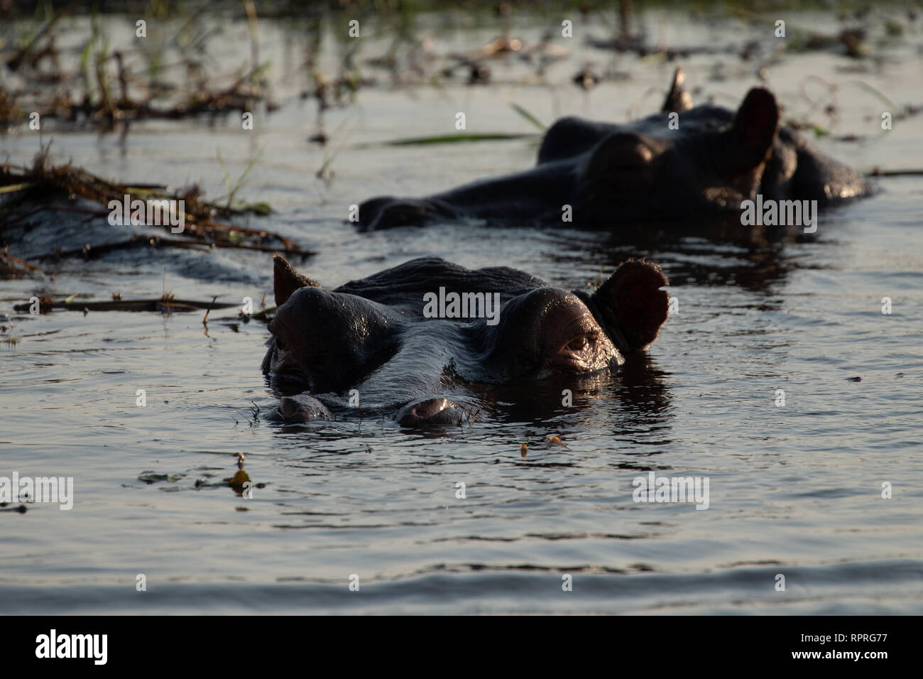Hippo (Hippopotamus amphibius) resting in the water, Chobe National Park in Botswana Stock Photo