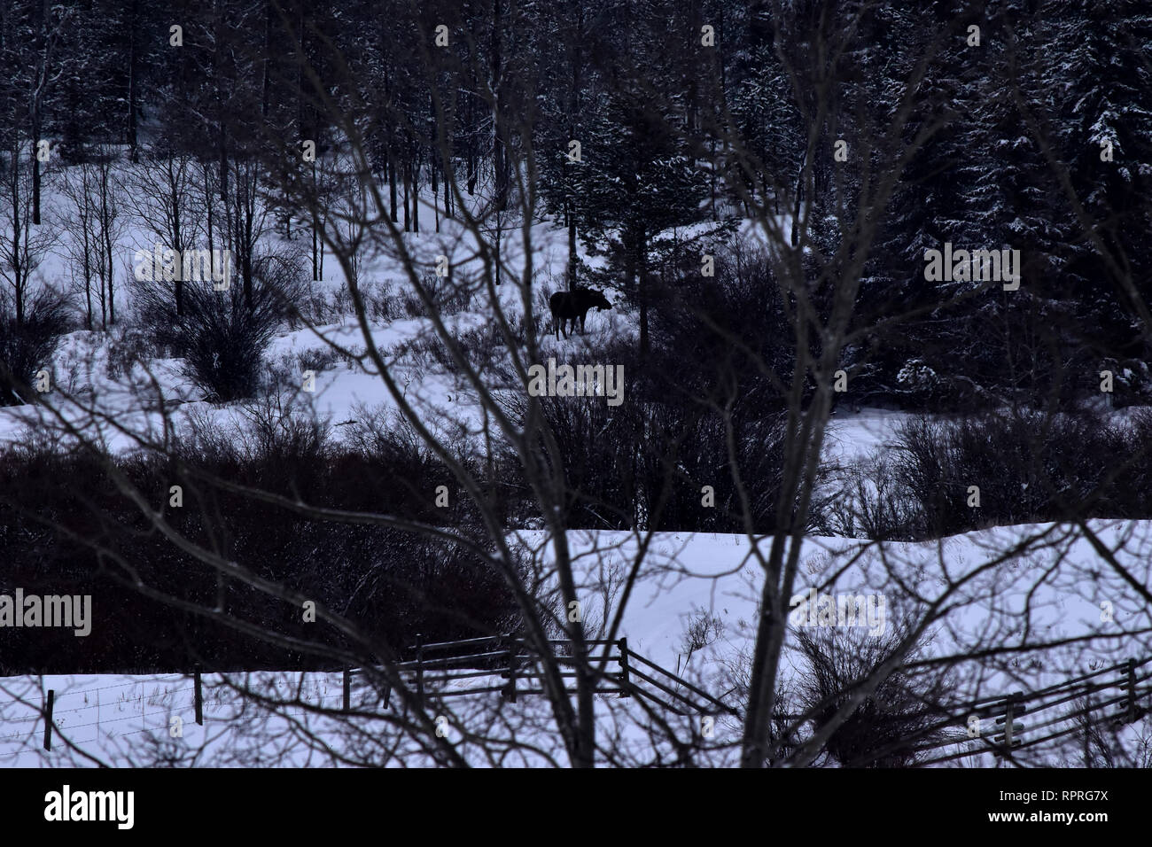 Moose grazing in the woods. Stock Photo