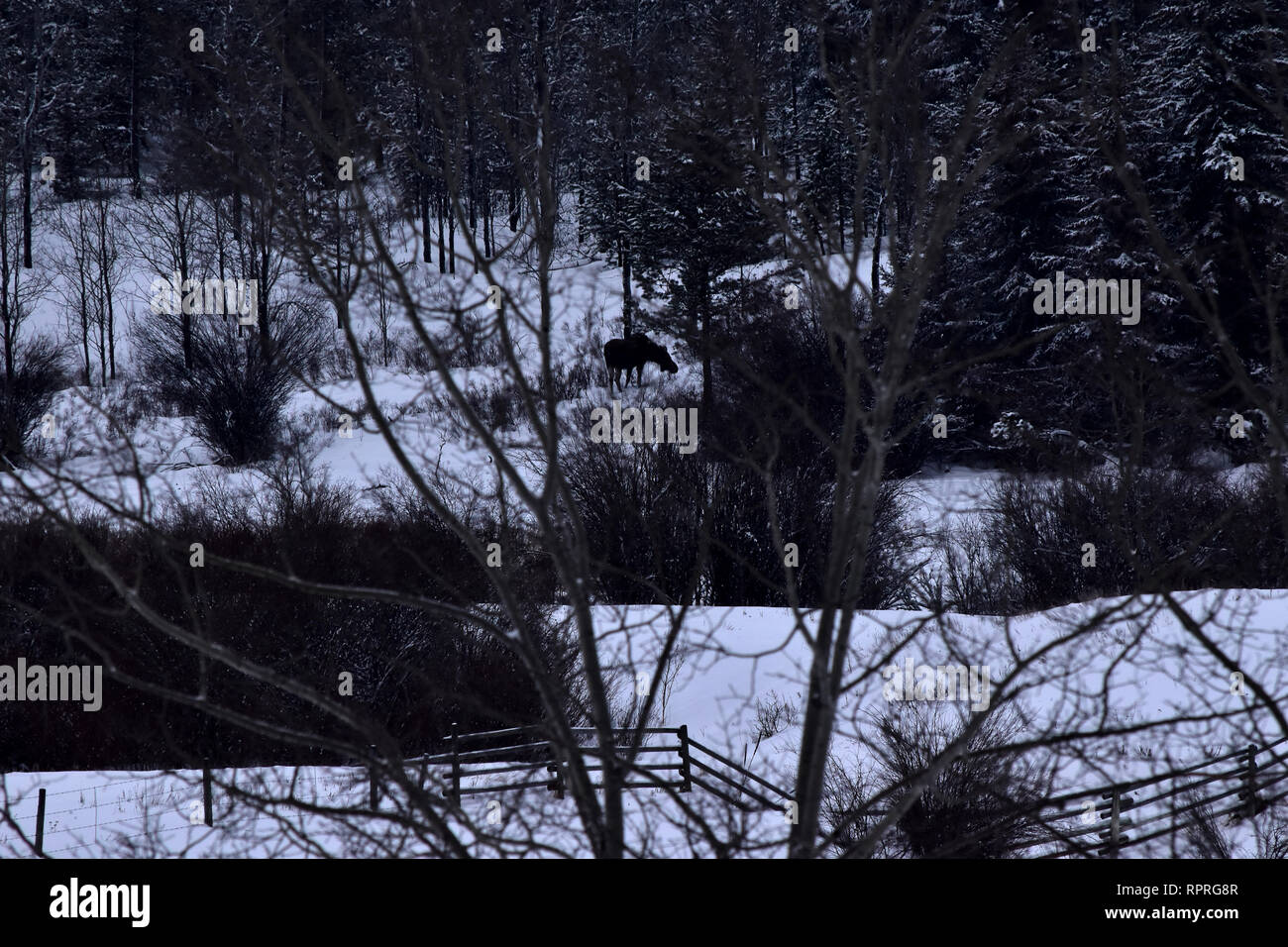 Moose grazing in the woods. Stock Photo