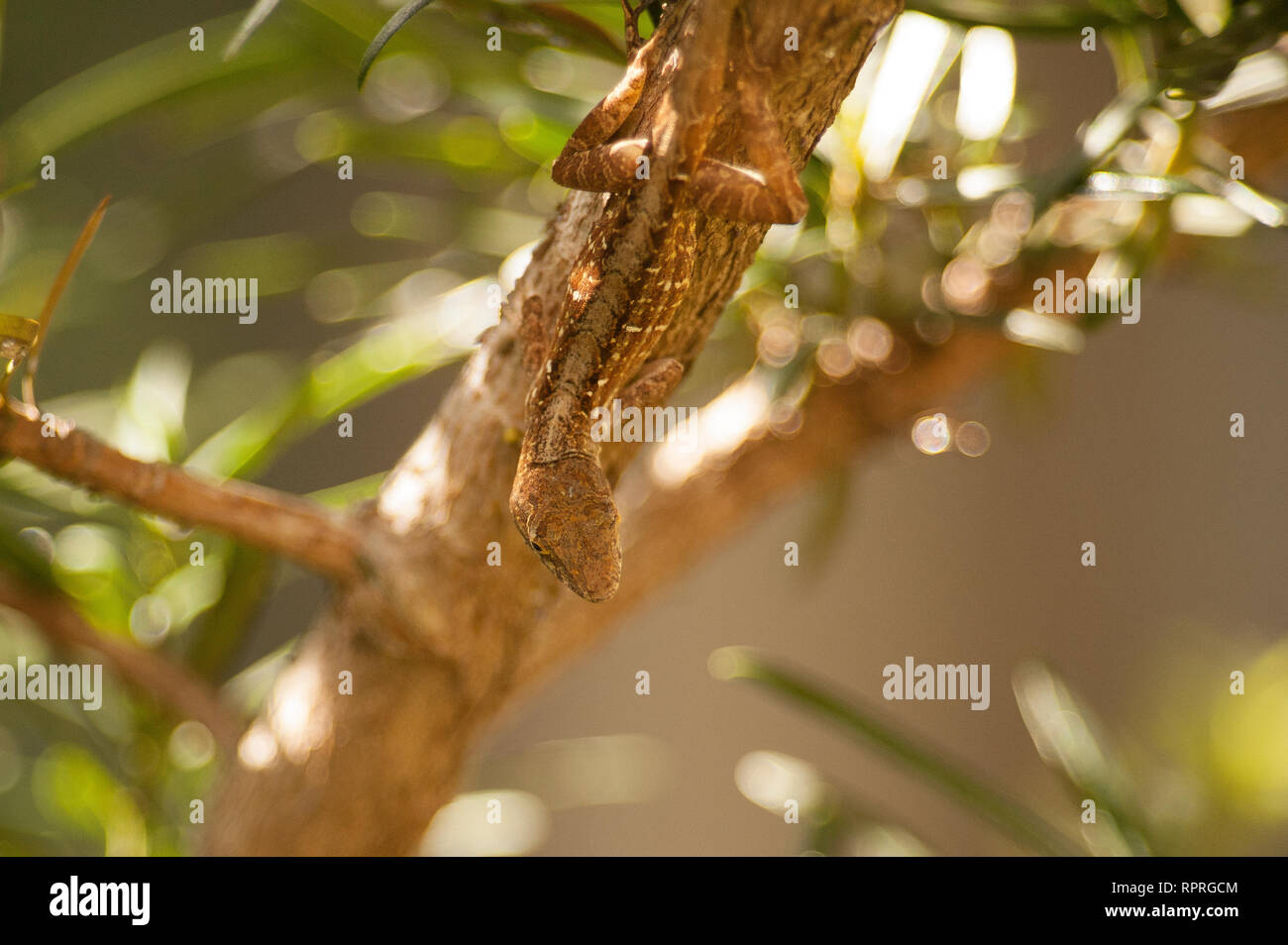 Brown (Bahaman) Anole Lizards climb a small tree near houses in