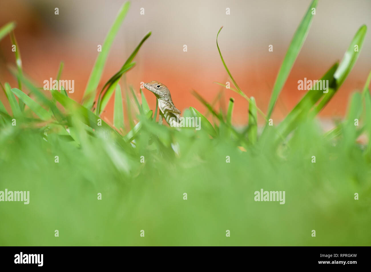 Anole Lizard in natural habitat near houses in Hollywood, Florida