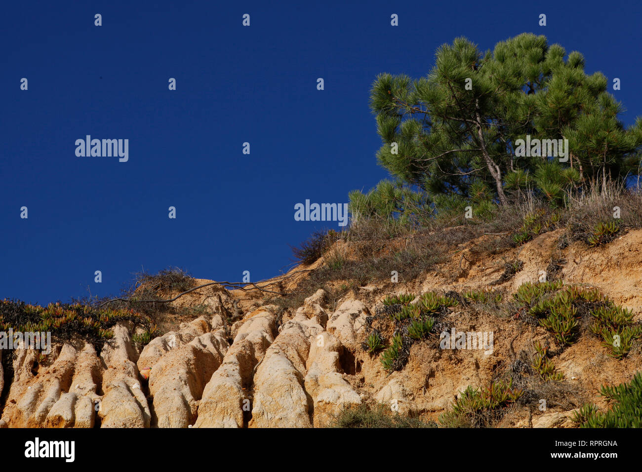 A pine tree on top of an up, and soil erosion caused by rainwater. Stock Photo