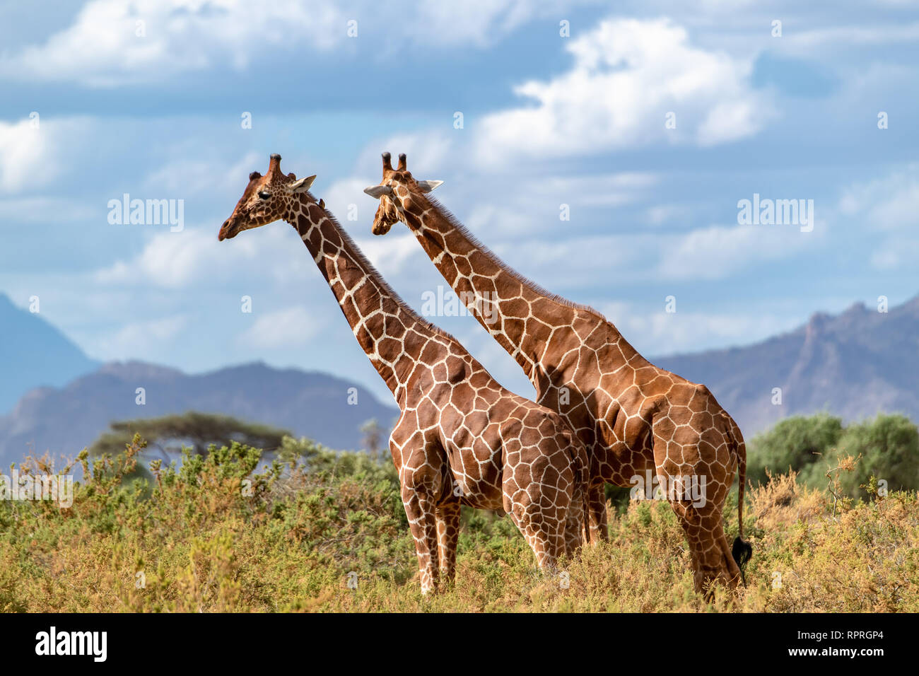 Two reticulated giraffes (Giraffa camelopardalis reticulata) survey the