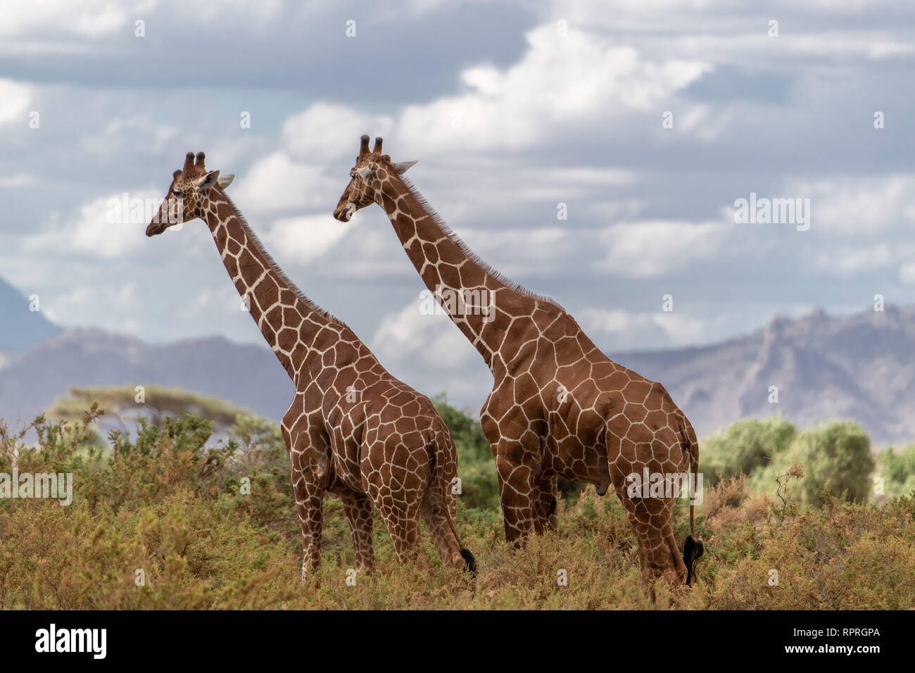 Two reticulated giraffes (Giraffa camelopardalis reticulata) survey the