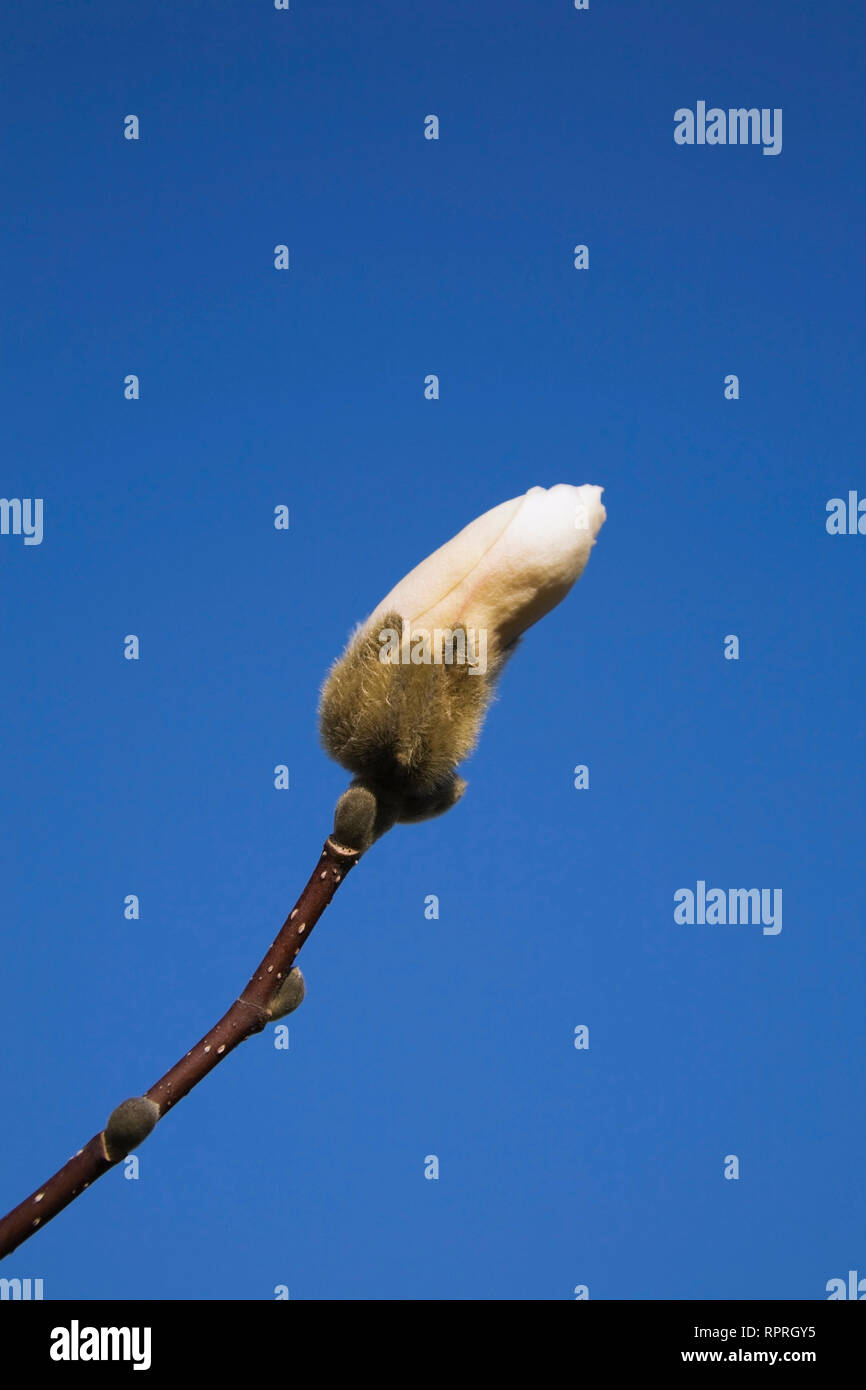 Close-up of a Magnolia tree flower blossom against a blue sky in spring Stock Photo