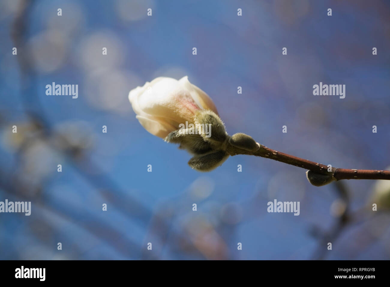 Close-up of a Magnolia tree flower blossom in spring Stock Photo