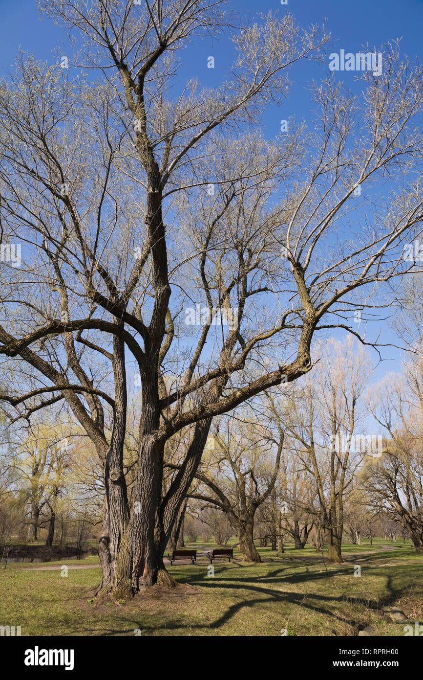 Golden Willow tree in with benches in the Montreal Botanical Garden in
