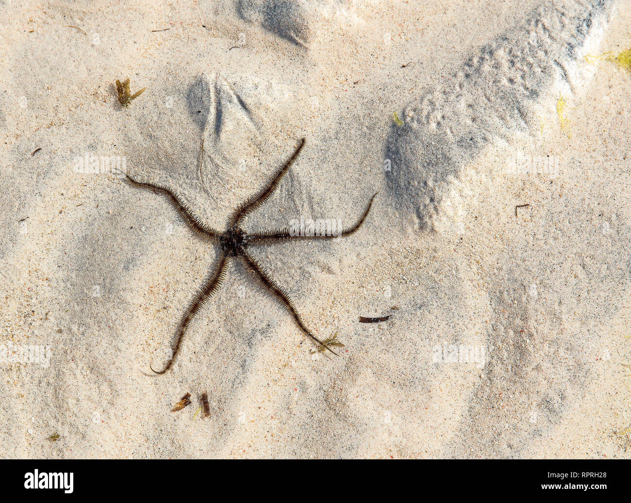 Starfish, smooth brittle star (Ophioderma longicauda) on in the sea, Gili Trawangan Indonesia Stock Photo