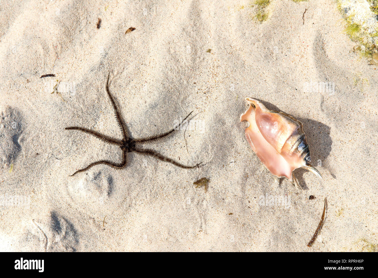 Starfish and Sea Shell, smooth brittle star (Ophioderma longicauda) on