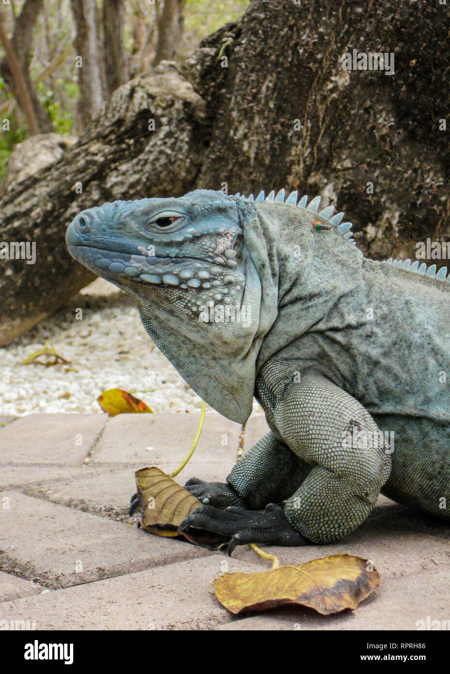 Blue Iguana (Cyclura lewisi) on Grand Cayman, Cayman Islands Stock Photo