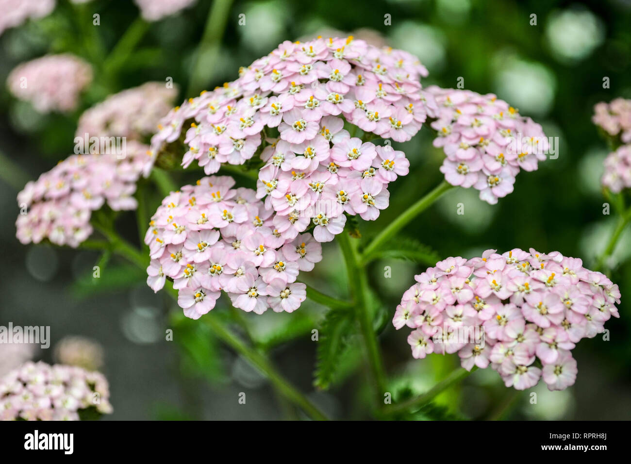 Yarrow (Achillea millefolium), pale pink variety close-up Stock Photo