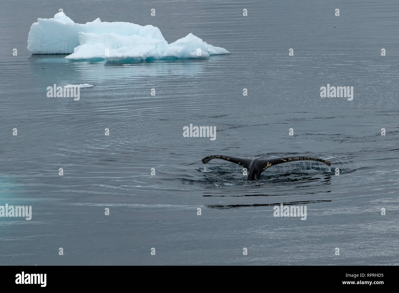 Humpback Whale, Megaptera novaeangliae in Paradise Harbour, Antarctic Peninsula Stock Photo