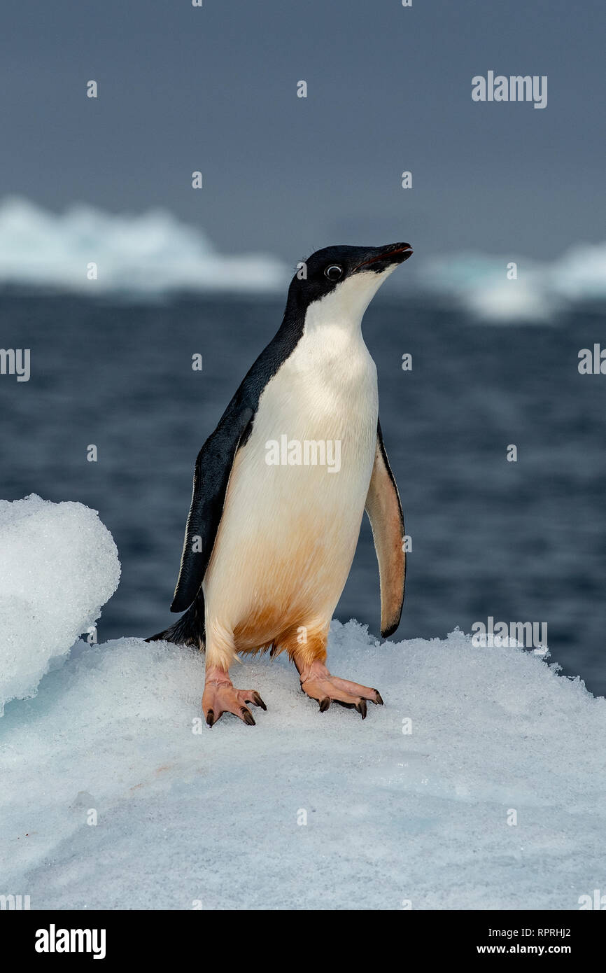 Adelie Penguin, Pygoscelis adeliae in Active Sound Stock Photo