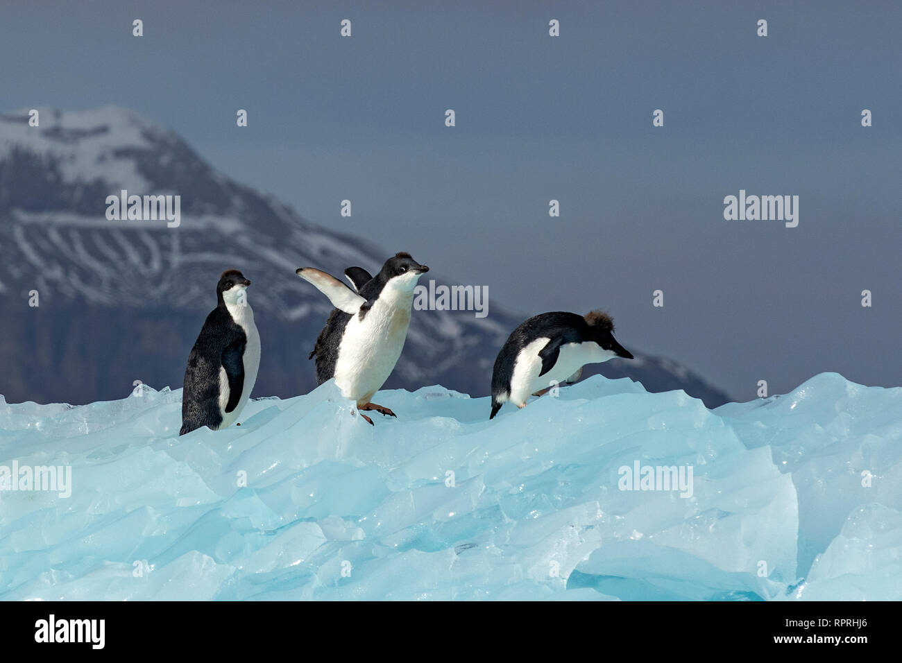 Adelie Penguins, Pygoscelis adeliae in Active Sound Stock Photo