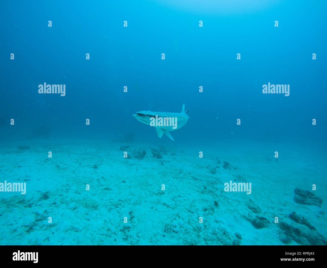 A curious Remora fish in the waters near Playa del Carmen. Stock Photo