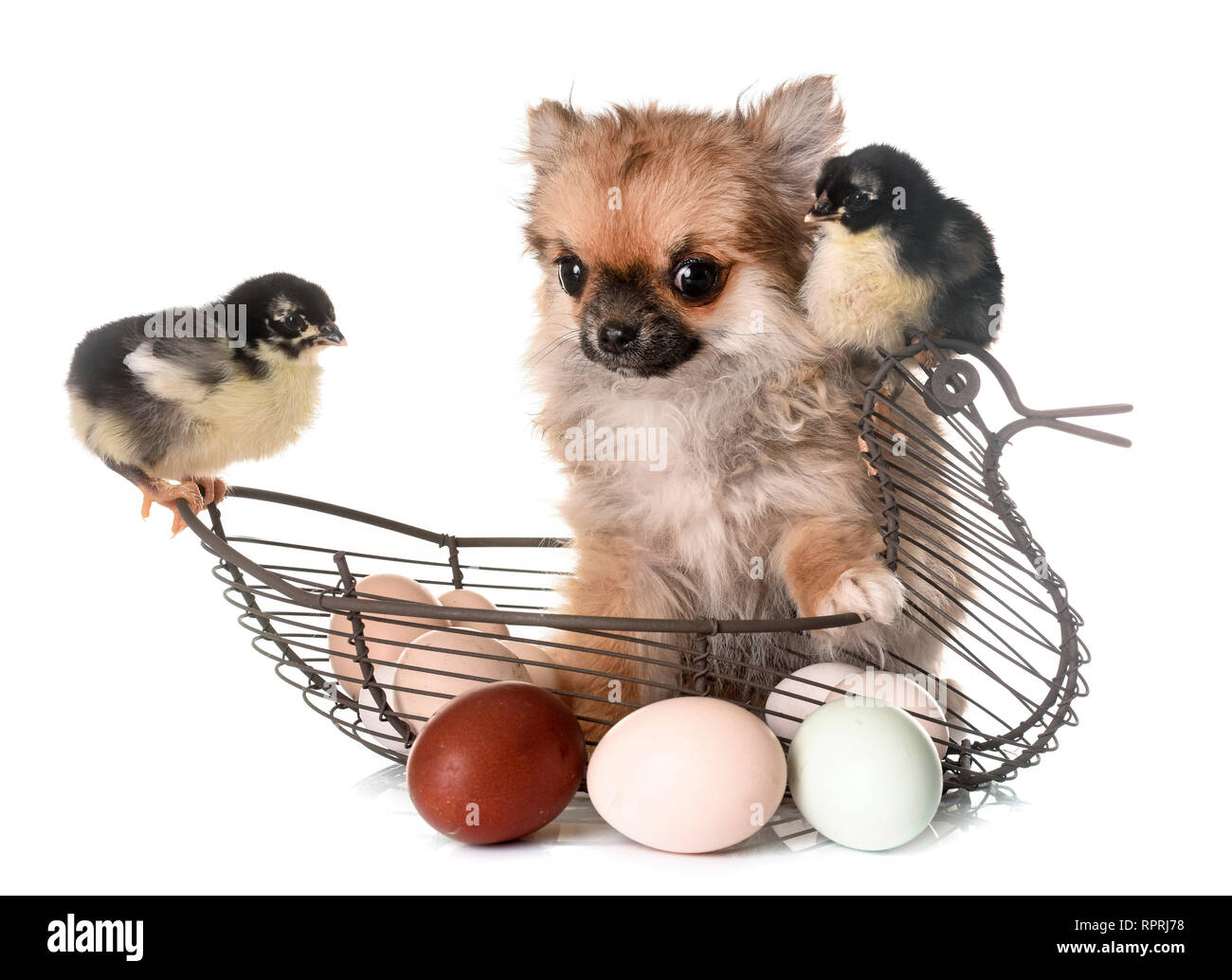 puppy chihuahua and chicks in front of white background Stock Photo