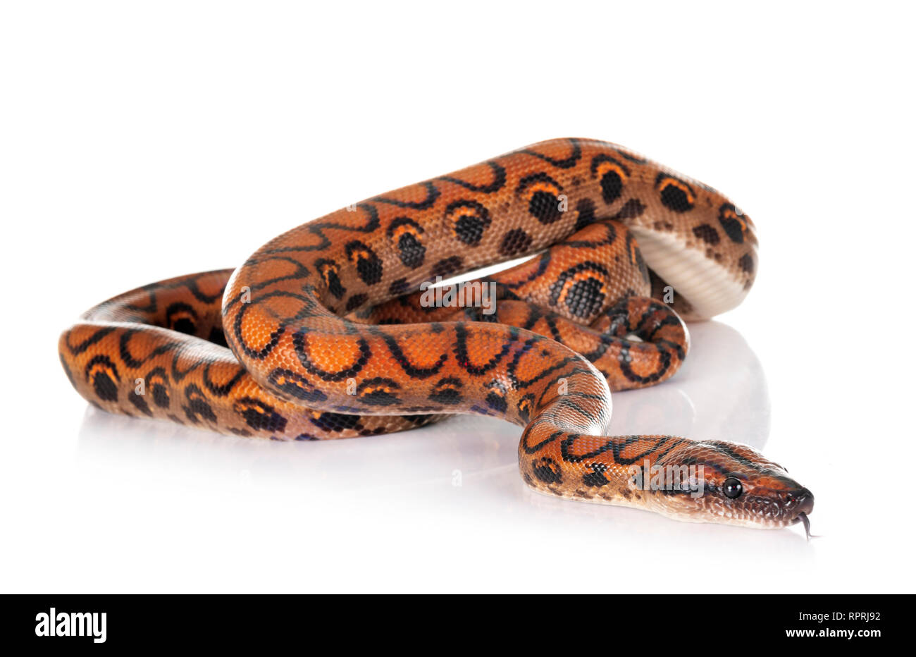 Rainbow boa in front of white background Stock Photo