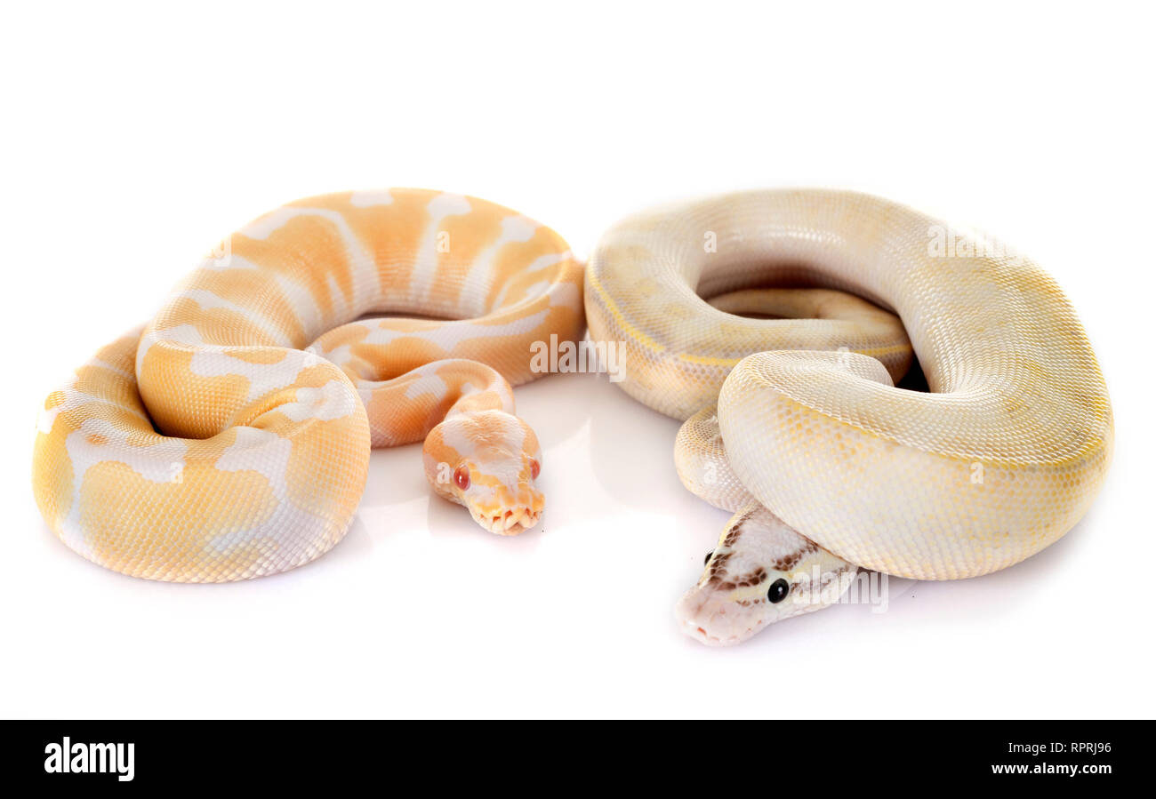 royal pythons in front of white background Stock Photo Alamy