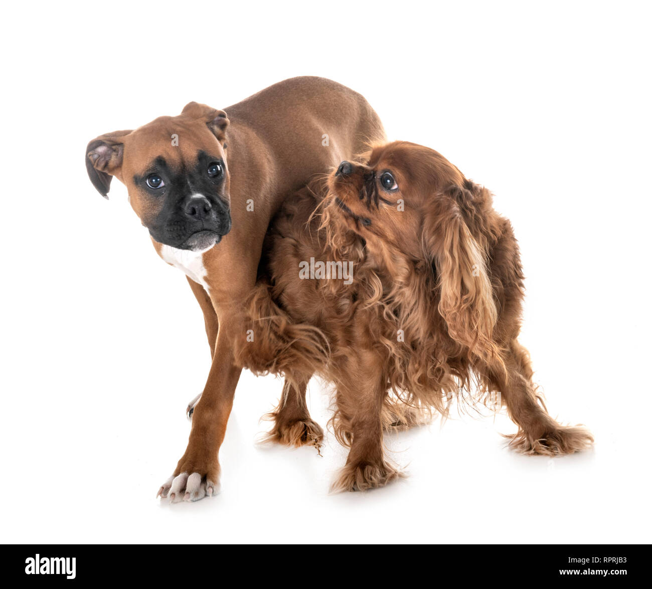puppy boxer and cavalier king charles in front of white background