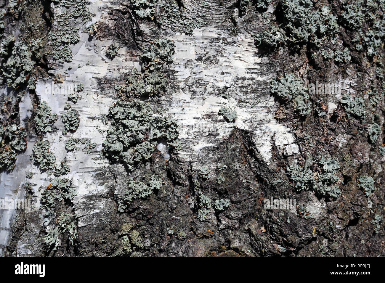 Surface of a birch tree trunk with some some lichen on it. Beautiful, abstract white and gray texture. Lovely details of the nature. Closeup photo. Stock Photo