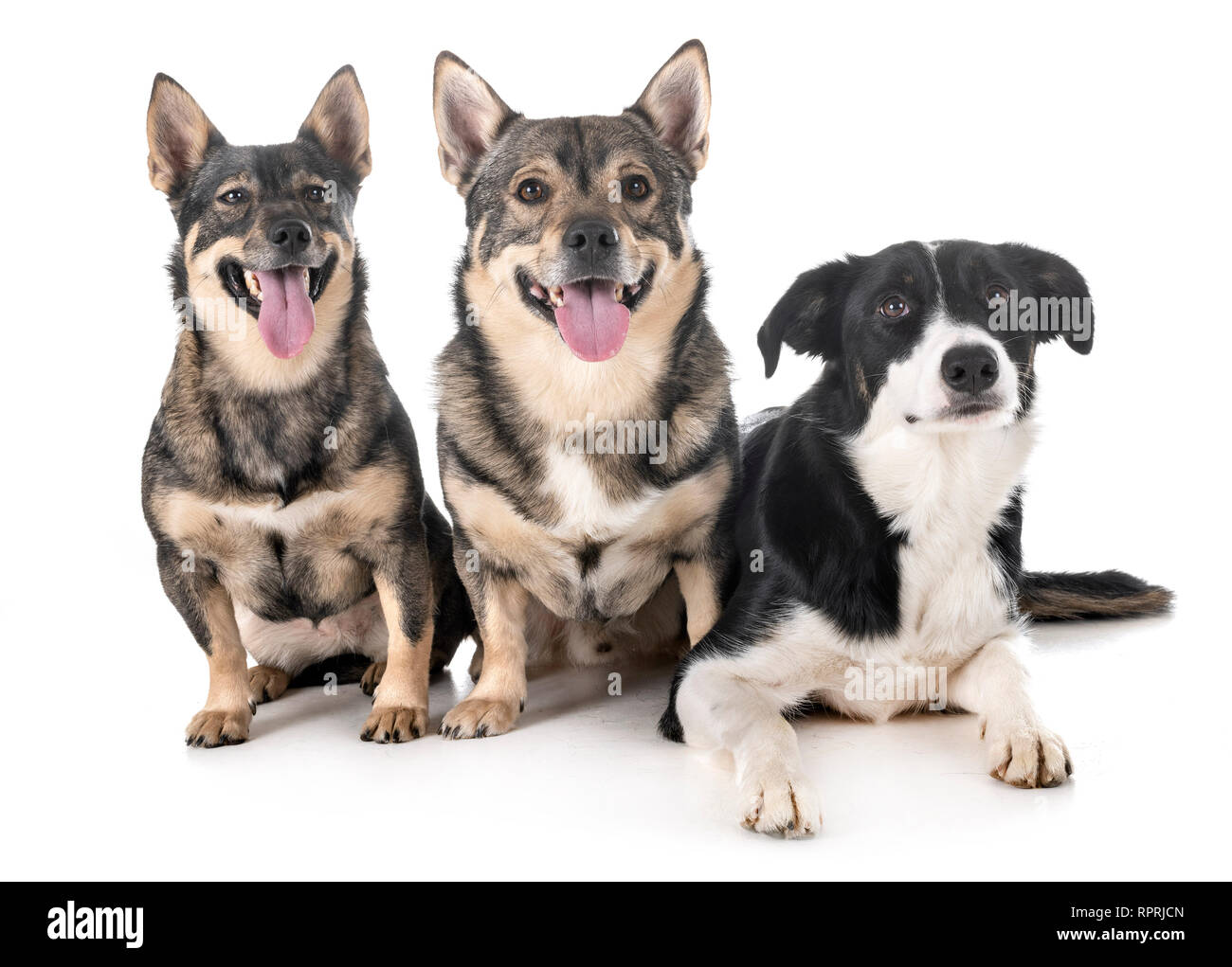 group of dogs in front of white background Stock Photo