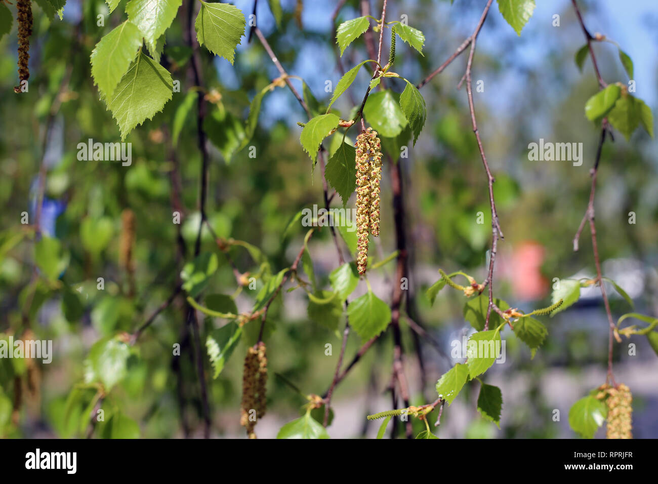 Birch tree flowers hires stock photography and images Alamy
