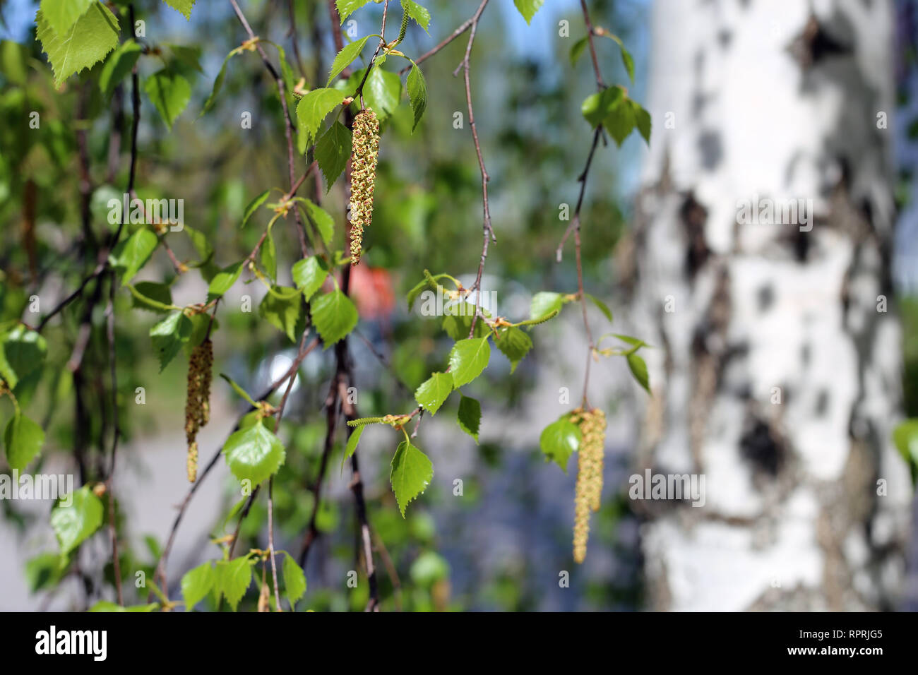 Birch tree details - catkins, flowers, leaves and tree trunk. Colorful spring / summertime image was taken during sunny day in Finland. Stock Photo