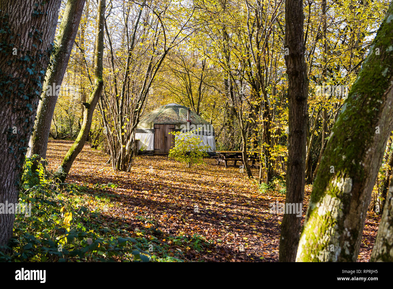 Traditional yurt in the woods, glamping in autumn sunshine Stock Photo