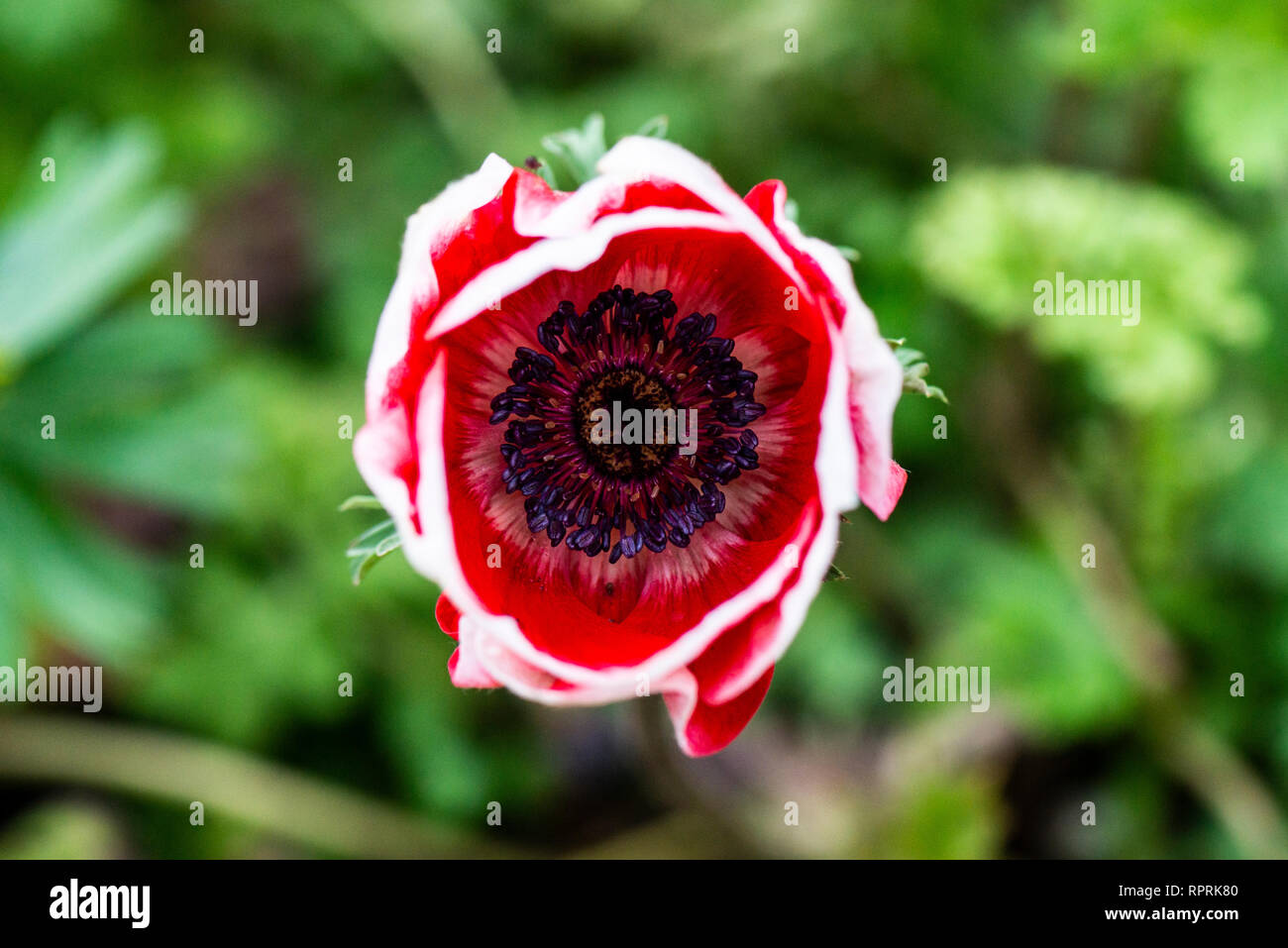 A poppy anemone (Anemone coronaria Stock Photo - Alamy