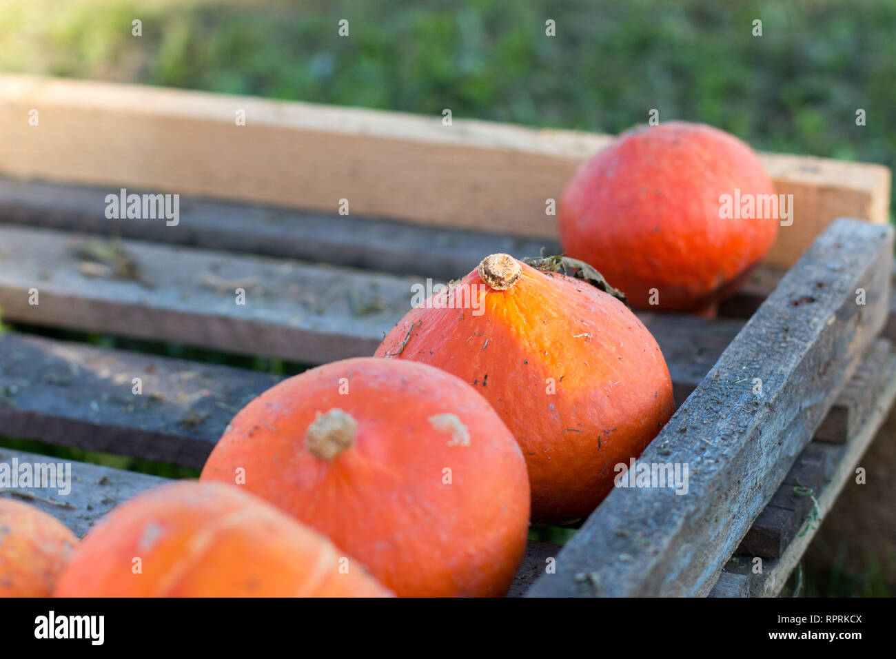 Orange pumpkins harvest in the autumn; pumpkins on wooden planks Stock ...