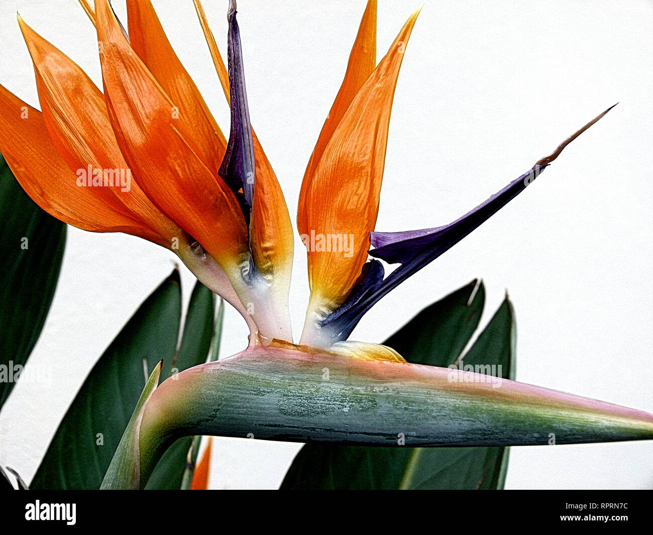 Close-up of a paradise bird flower and green leaves Stock Photo