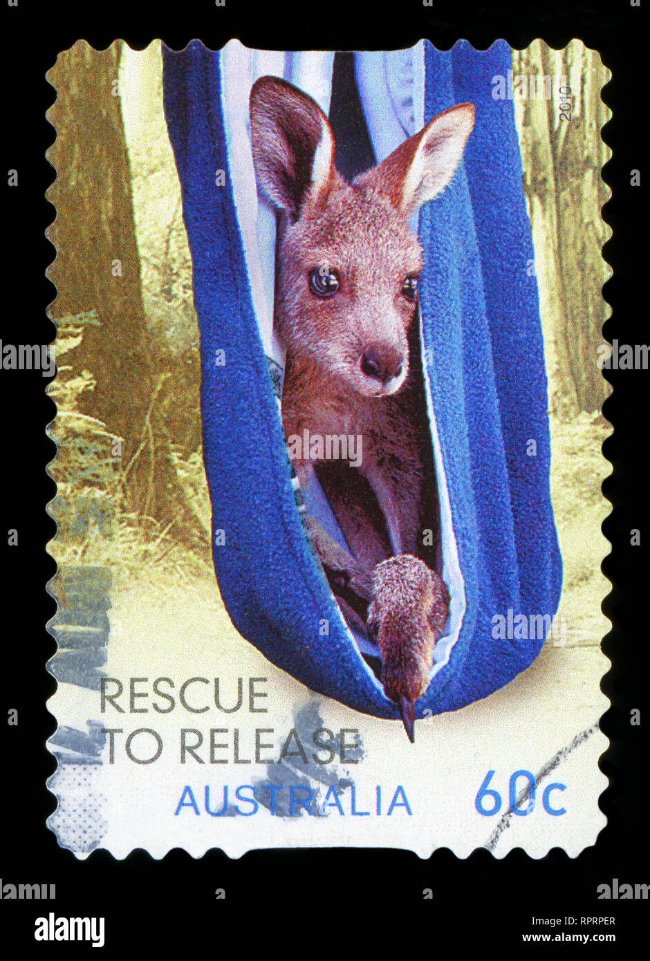 Kangaroo like animal hi-res stock photography and images - Alamy
