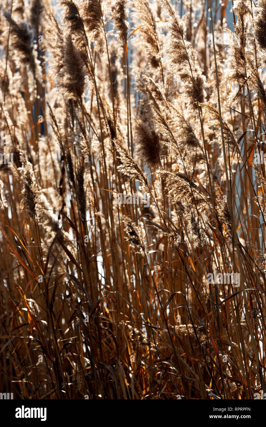 Reeds at Lake Balaton, Hungary Stock Photo