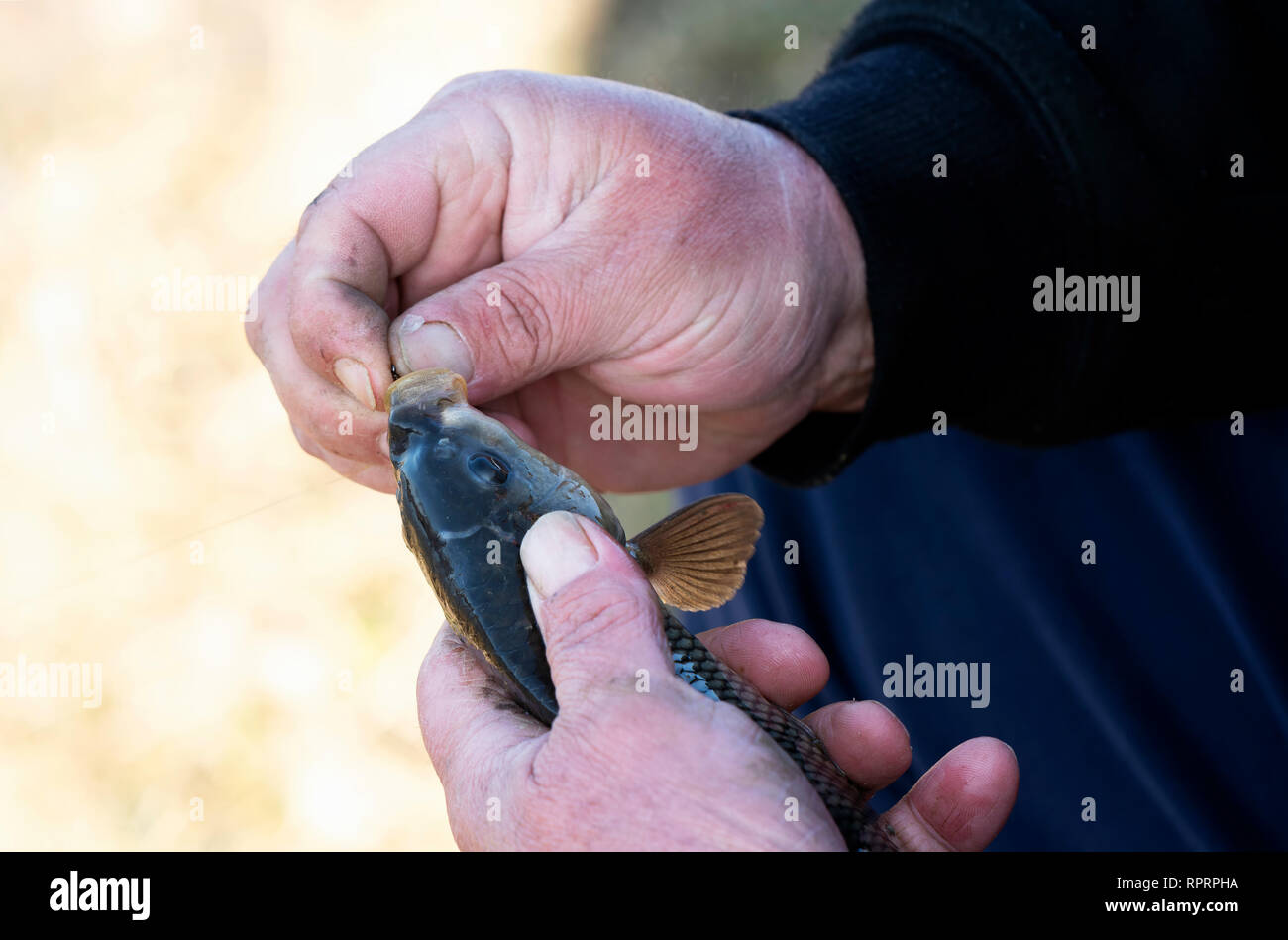 Angler with fish at Lake Balaton, Hungary Stock Photo