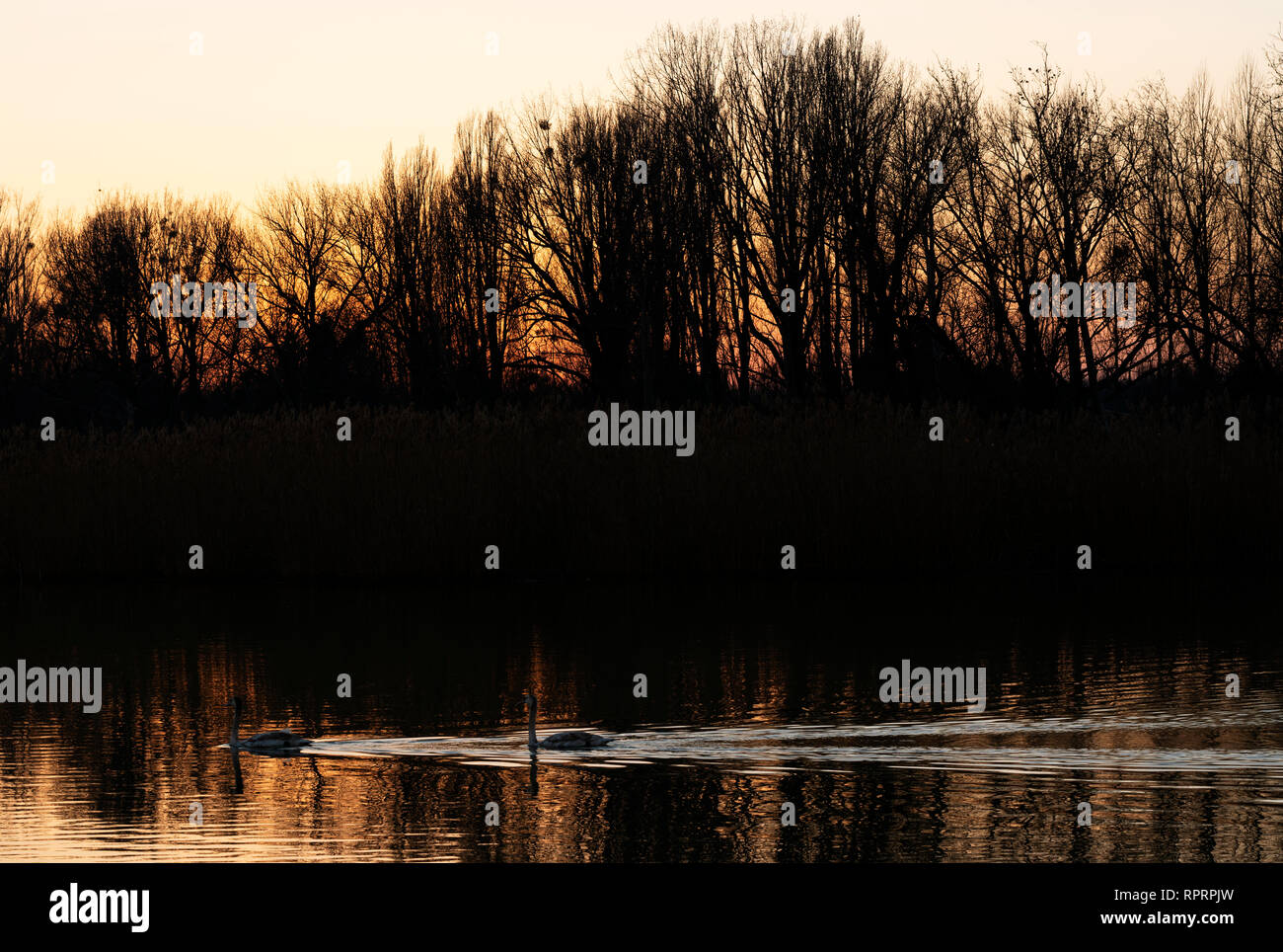 Ducks on Lake Balaton in sunset , Hungary Stock Photo