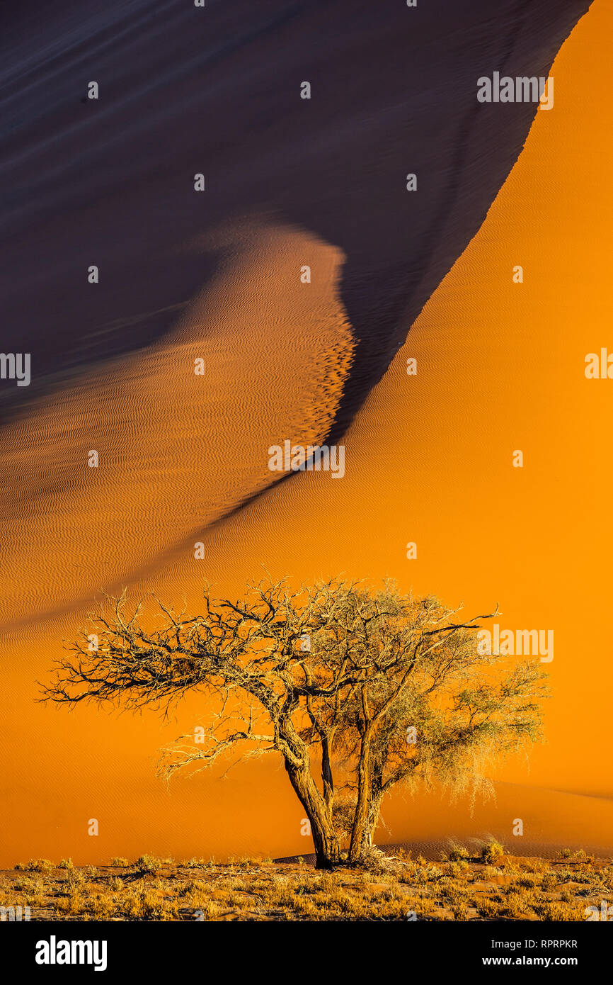 Single tree on the background of a beautiful dune. Stunning light and
