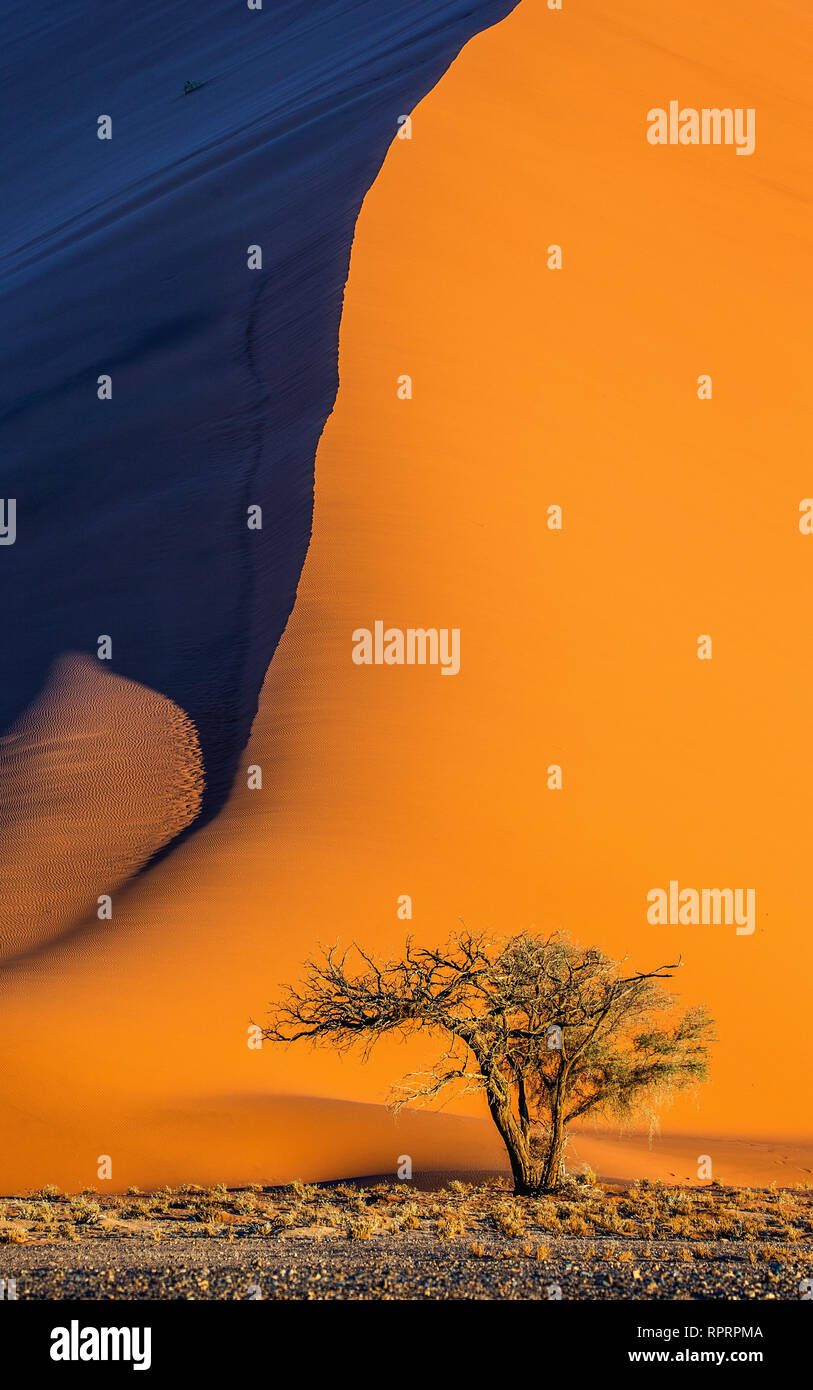 Single tree on the background of a beautiful dune. Stunning light and