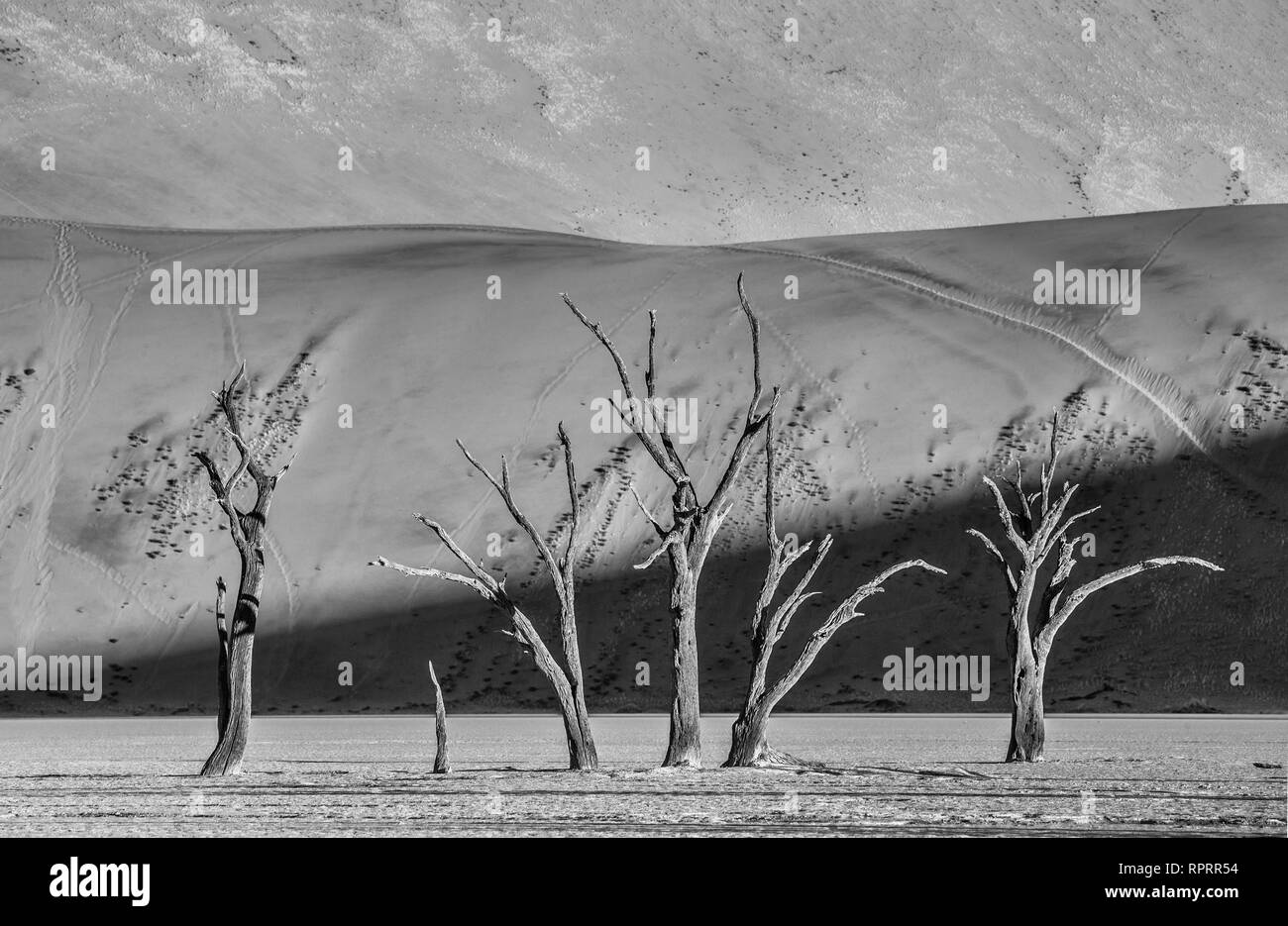 Аcacia Trees and red dunes in Deadvlei, Sossusvlei, Namib-Naukluft National Park, Namibia. Stock Photo