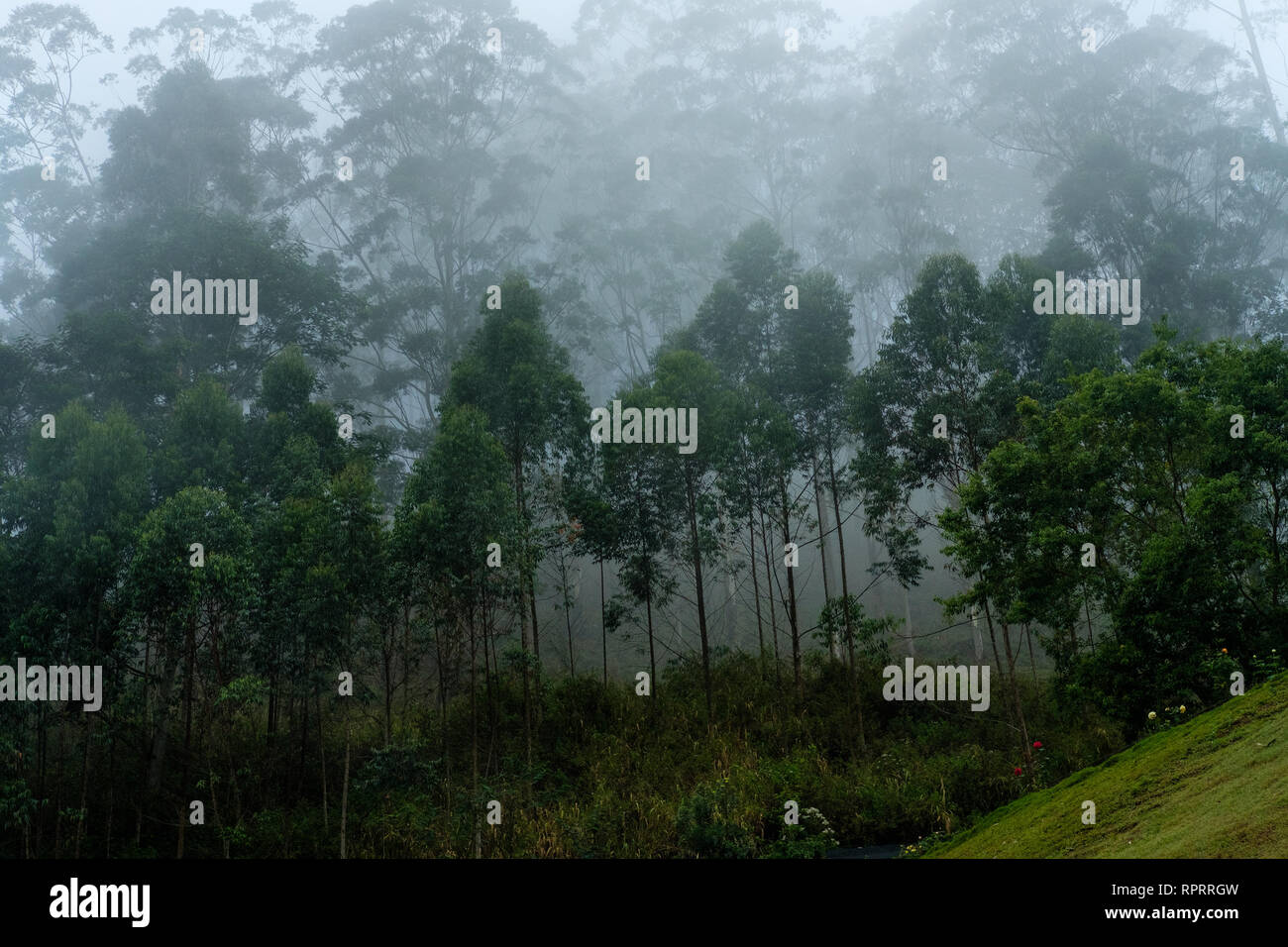 Foggy landscape in Nuwara Eliya, Sri Lanka Stock Photo