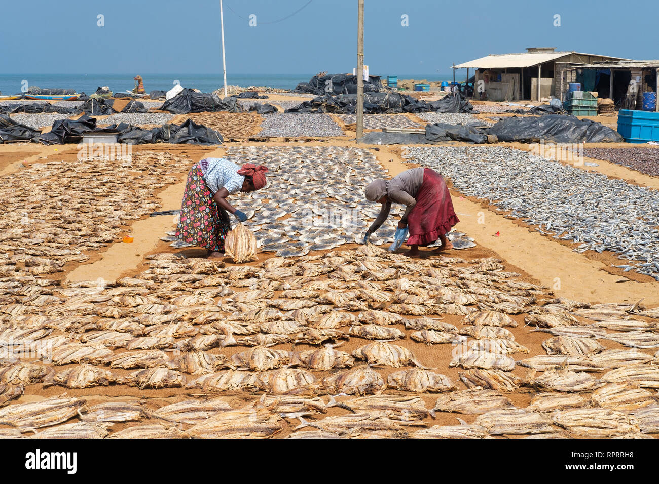 Workers dry fish at the Negombo Fish Market in Negombo, Sri Lanka Stock Photo