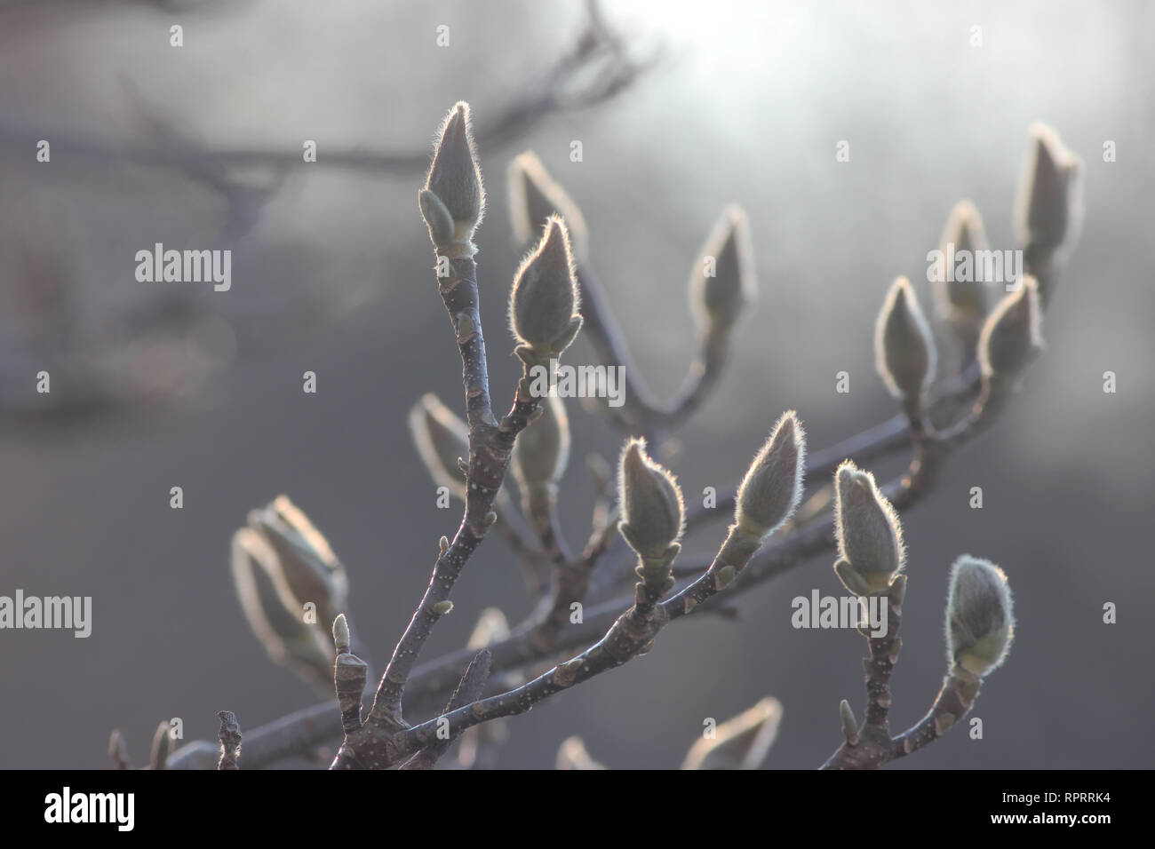 Messenger of spring: Closed magnolia buds at magnolia branch. Shot against the light. Stock Photo