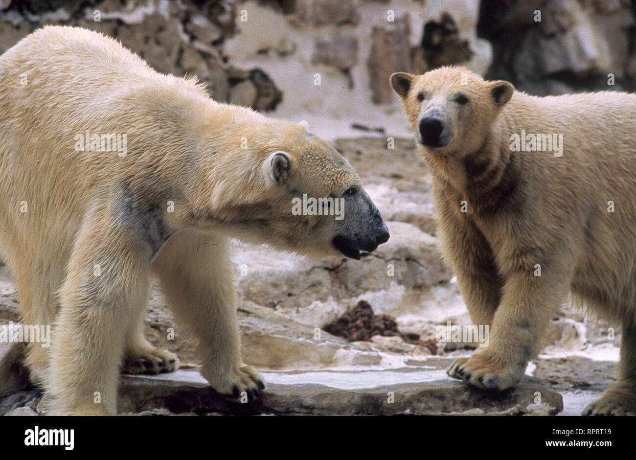 Eisbären BOX / Überschrift: Eisbär Stock Photo