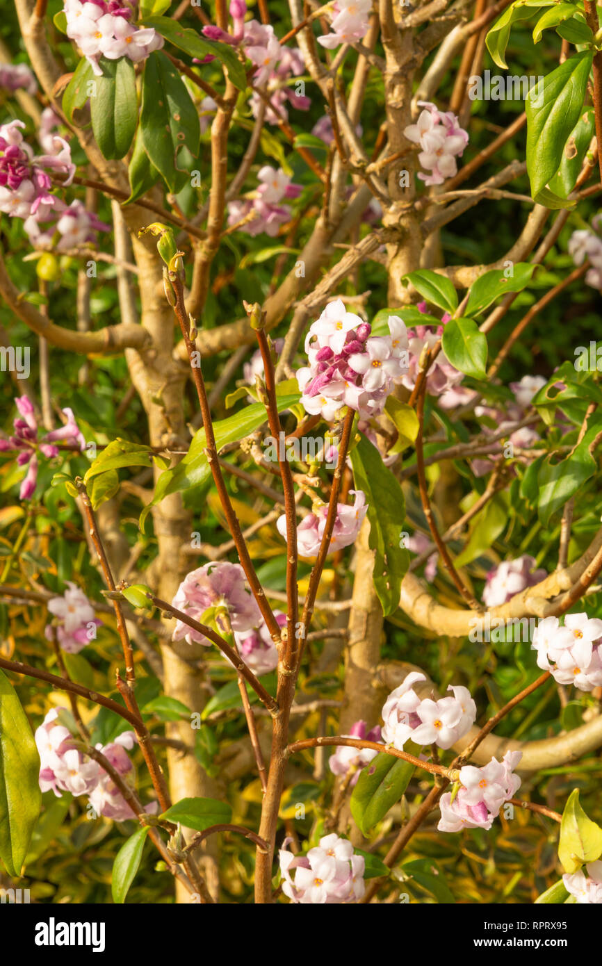 Daphne bholua 'Penwood' Stock Photo Alamy