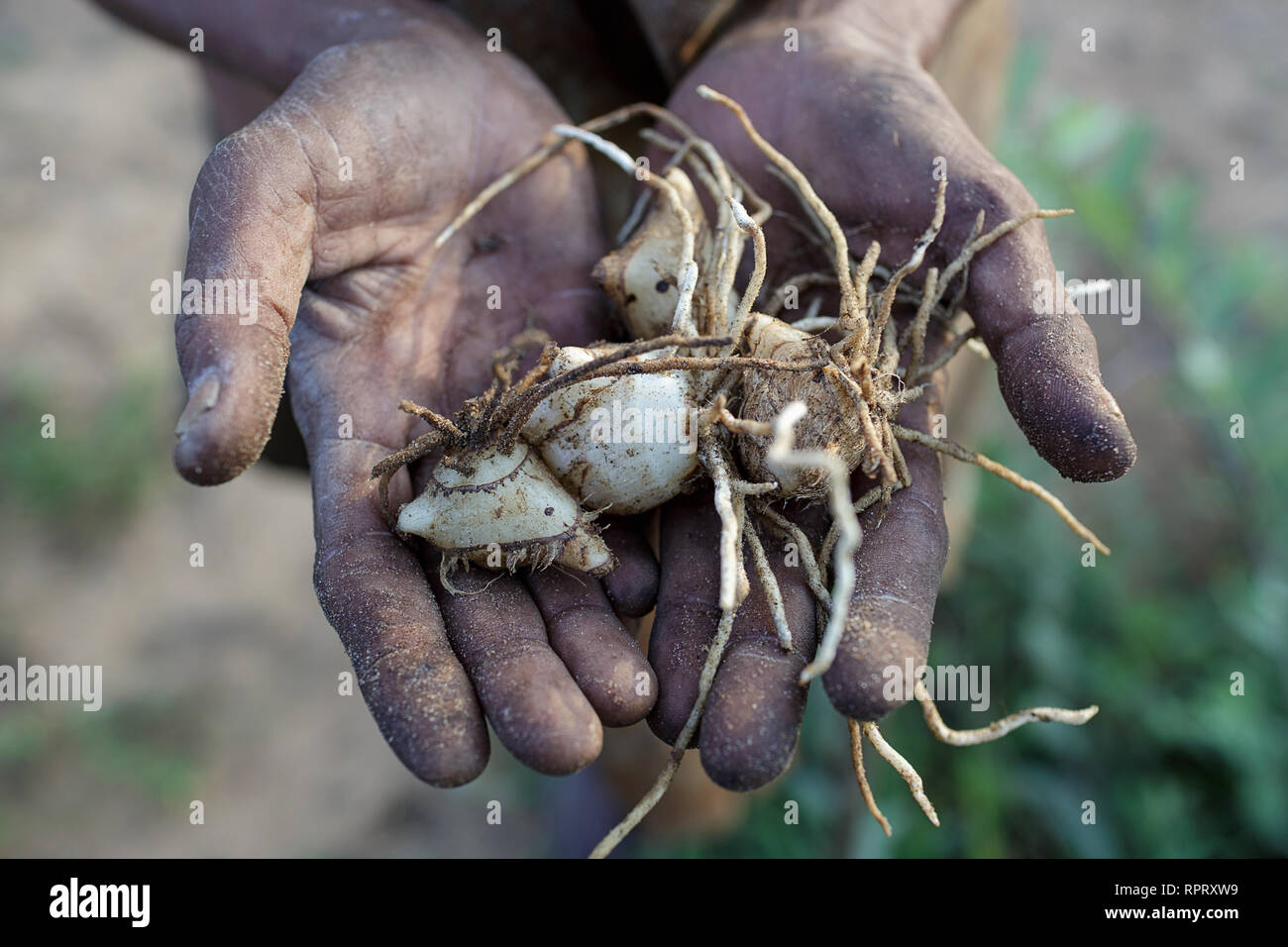San bushman food hires stock photography and images Alamy