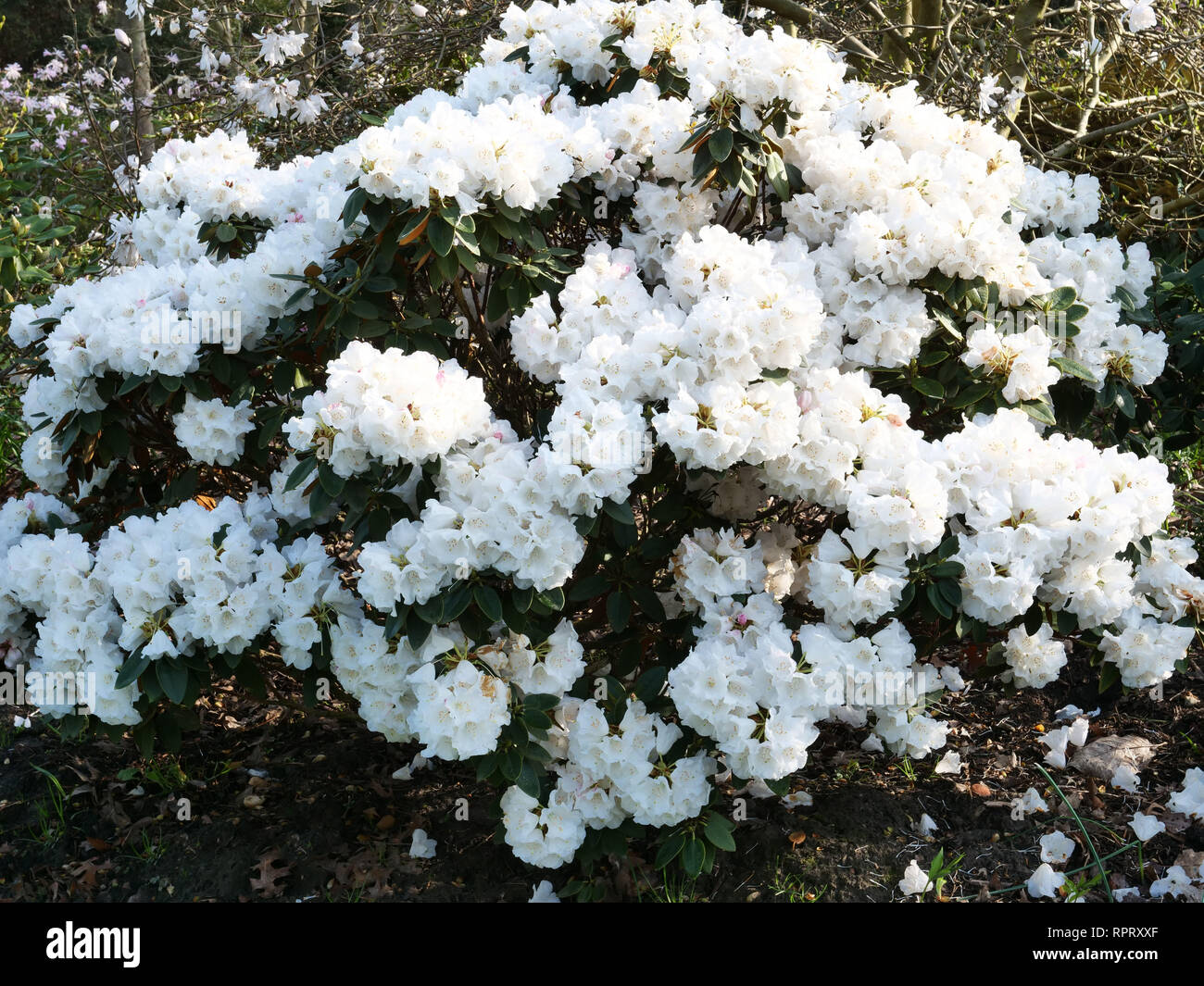 Rhododendron pachysanthum is a medium size  garden shrub, with white and pale pink flowers in March and April, a good plant with handsome foliage. Stock Photo