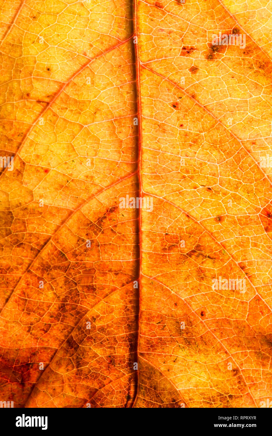 Dry autumn leaf texture Stock Photo
