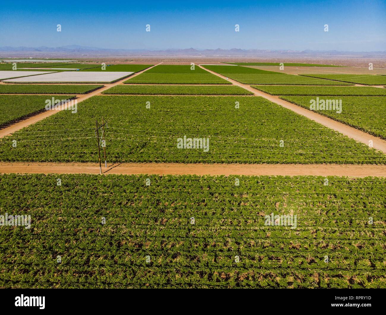 Cultivo de cultivos verdes hi-res stock photography and images - Alamy